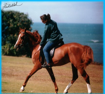 Wollumbin Bronson - Arabian Stallion